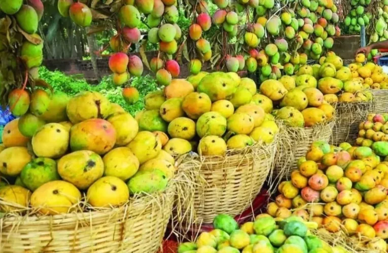 विश्व आम दिवस: दो दर्जन से अधिक प्रजातियों के स्वाद से भरे हैं बिजनौर के बाग, खाड़ी देशों में जाता है लंगड़ा और बनारसी आम