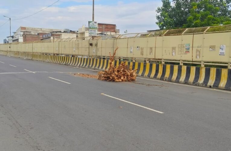 सीपरी बाजार ओवरब्रिज पर पड़ा कटा पेड़, हादसे का इंतजार? राहगीरों की सुरक्षा को लेकर नगर निगम अधिकारियों से तत्काल ध्यान देने की मांग
