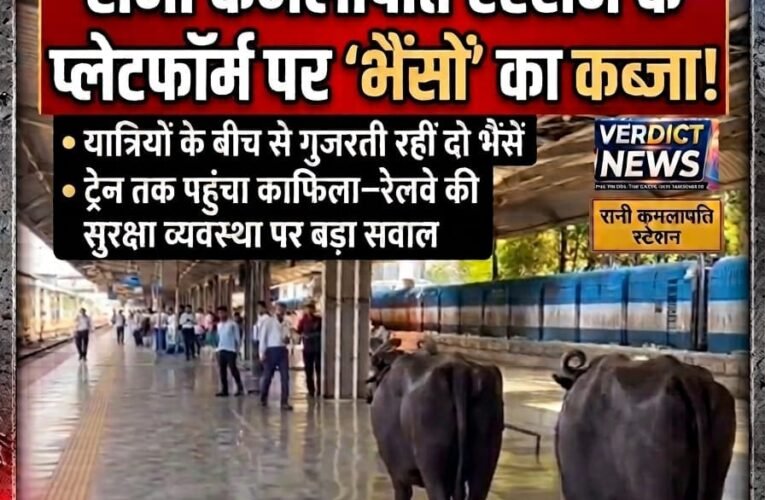 बिग न्यूज़ रानी कमलापति स्टेशन पर ‘भैंसों’ का कब्जा प्लेटफॉर्म पर बेखौफ घूमती रहीं दो भैंसें, यात्रियों के बीच से गुजरकर ट्रेन तक पहुंचीं  सोशल मीडिया पर वीडियो वायरल, रेलवे की सुरक्षा व्यवस्था पर उठे बड़े सवाल  प्लेटफॉर्म तक भैंसें पहुंचीं कैसे? यात्रियों के बीच घूमता रहा ‘काफिला’, जिम्मेदार अमला कहां था? वायरल वीडियो के बाद अब जांच होगी या जिम्मेदारी भी तय होगी?