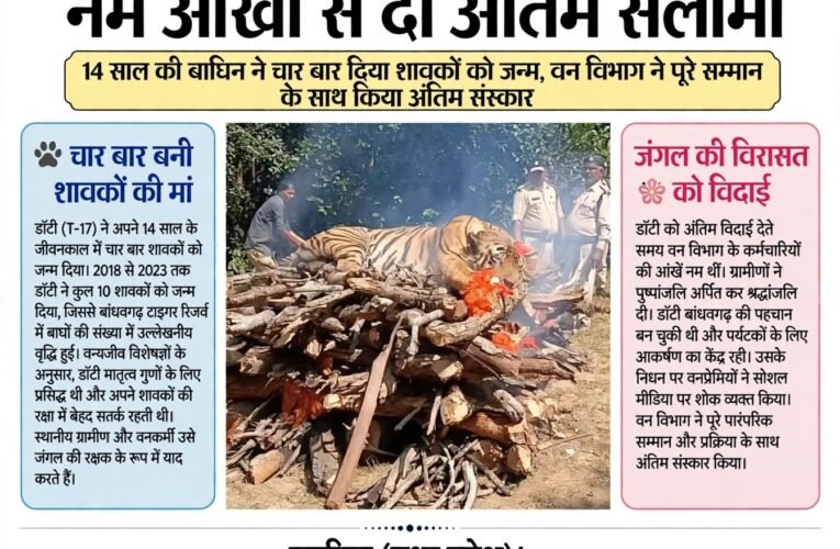 बांधवगढ़ की शान ‘डॉटी’ की विदाई, नम आंखों से दी अंतिम सलामी  14 साल की बाघिन ने चार बार दिया शावकों को जन्म, वन विभाग ने पूरे सम्मान के साथ किया अंतिम संस्कार